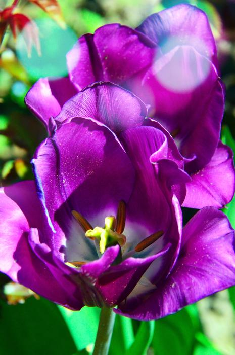 Flower Nature Plant