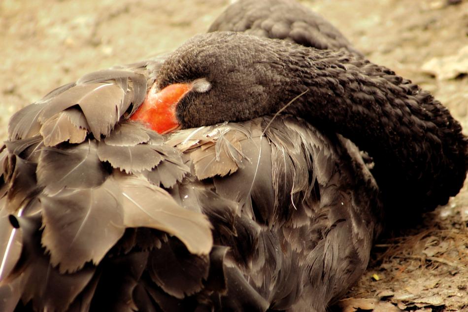 Nature Bird Wild World