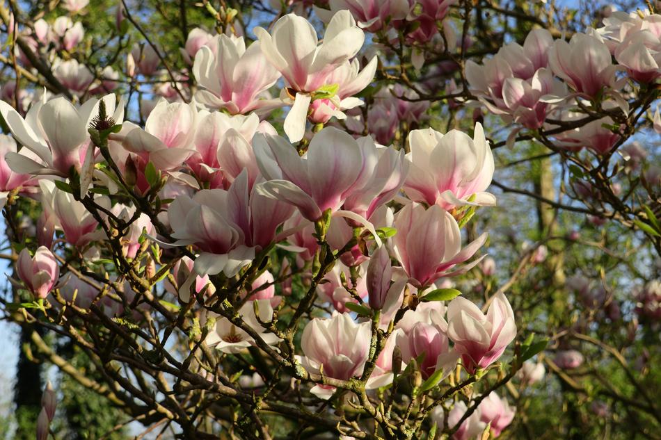 Magnolia Tree Flowers
