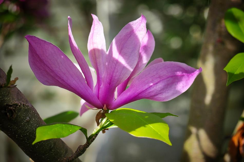 Plant Nature Leaf