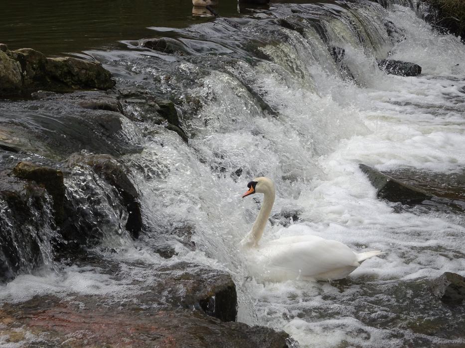 Water Nature River