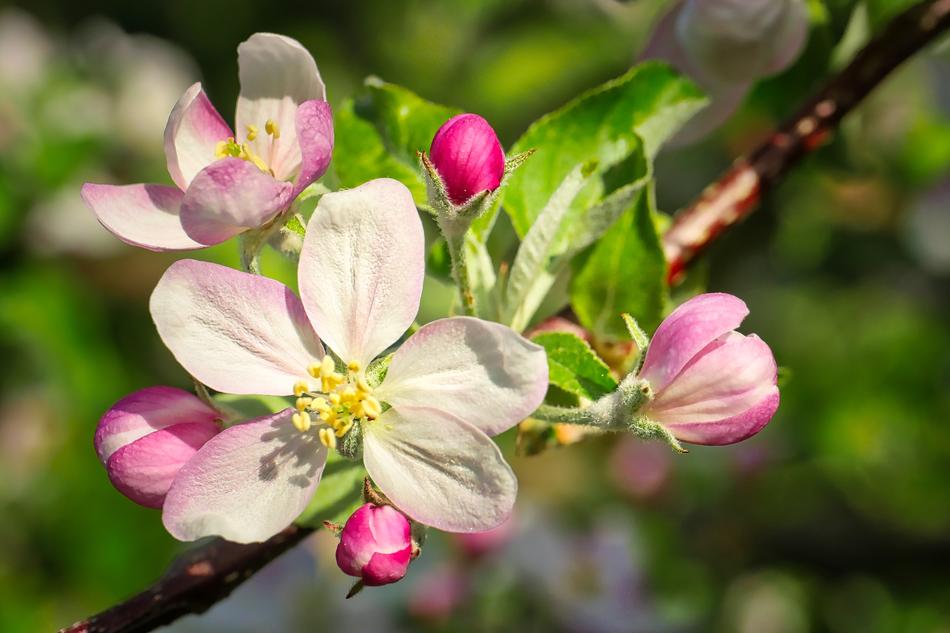Flower Nature Plant