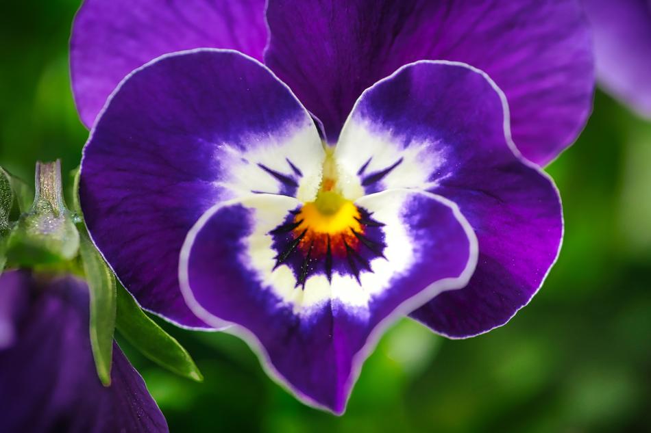 Flower Plant Nature