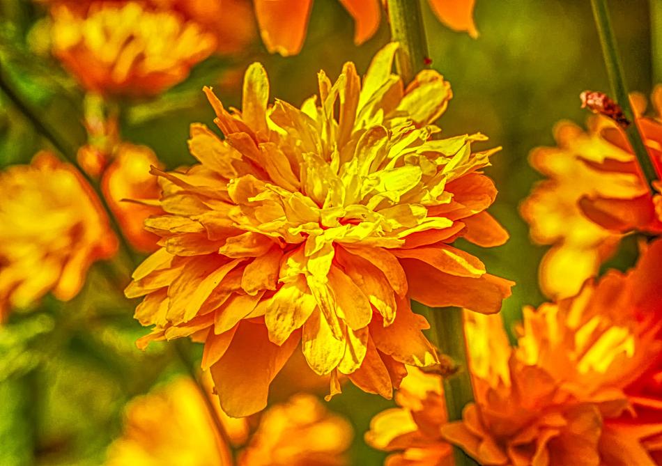 Flower Nature Ranunkel Shrub