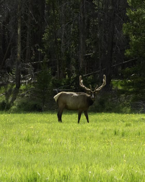Elk Bull Velvet
