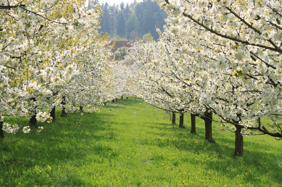 Cherry Blossom Franconian