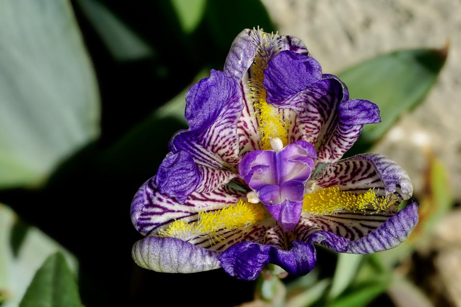 Flower Nature Plant