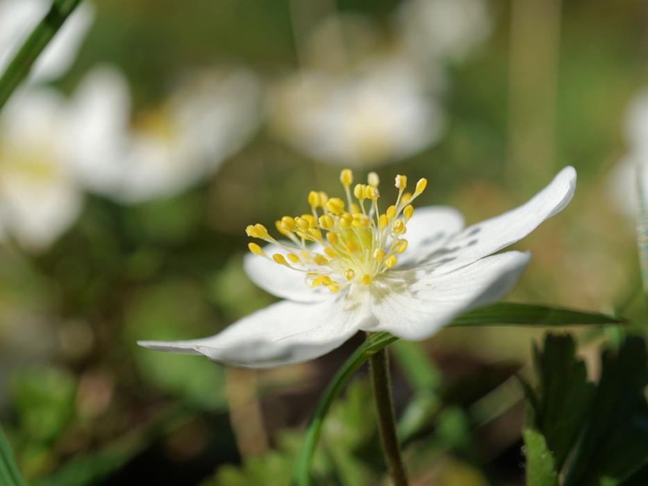 Wood Anemone Nemorosa