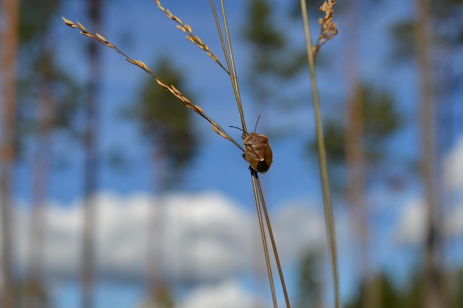 Nature Outdoor Insects