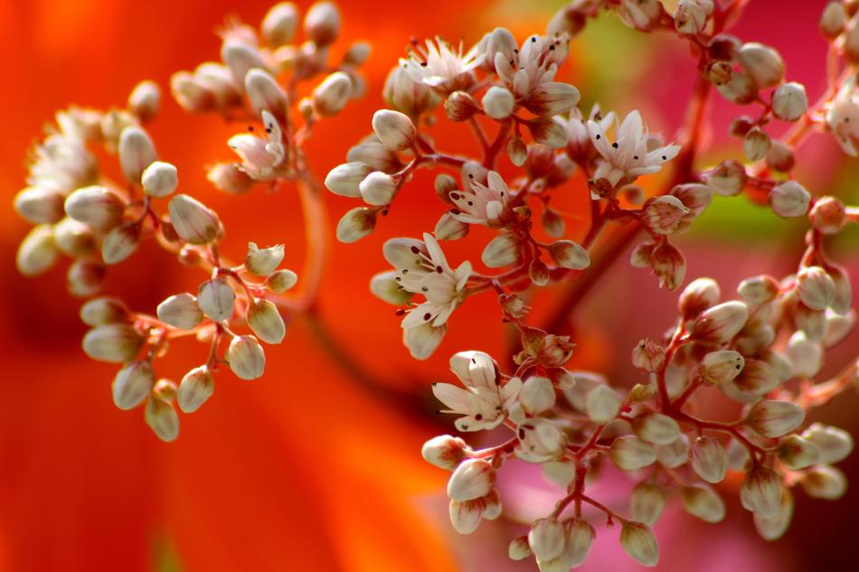 Flowers White Orange