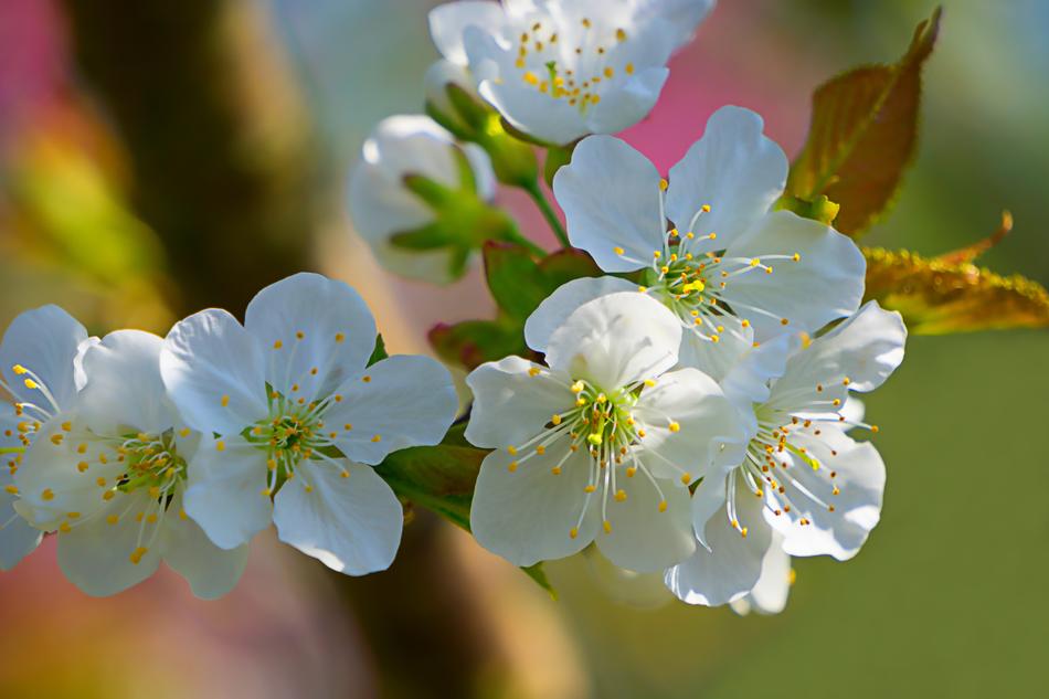 Flower Spring White