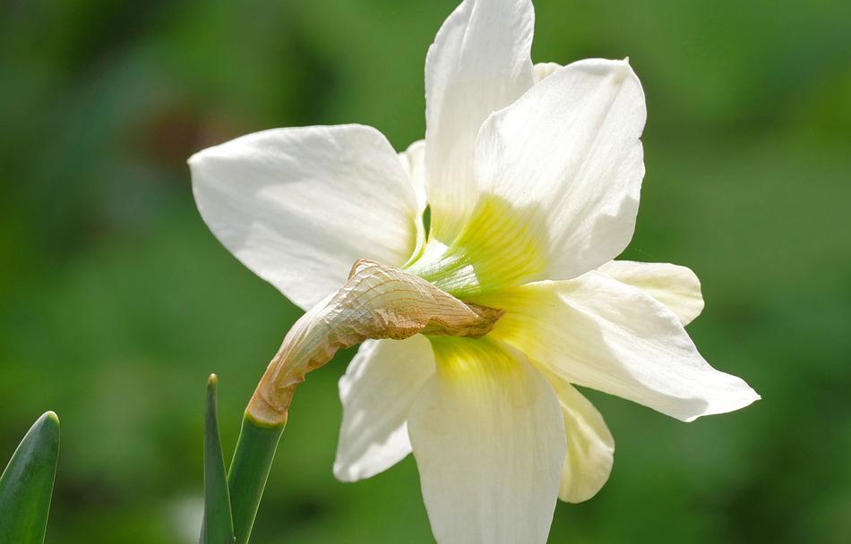 Narcissus Blossom Bloom