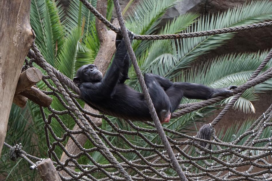 Monkey Zoo Animal