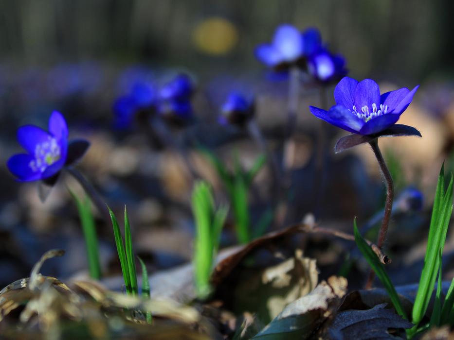 Flower Spring Liverwort
