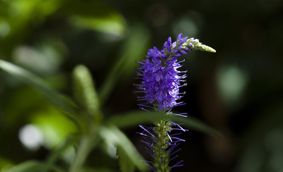 Garden Blossom Bloom
