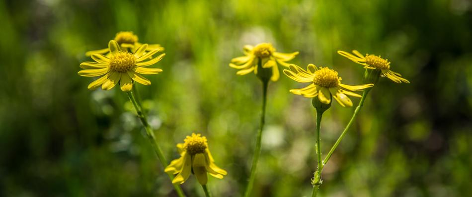 Nature Flower Plant