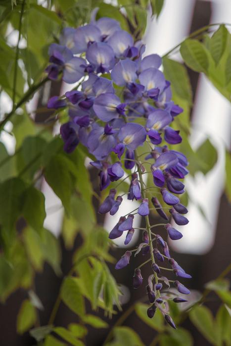 Blue Rain Blossom Bloom