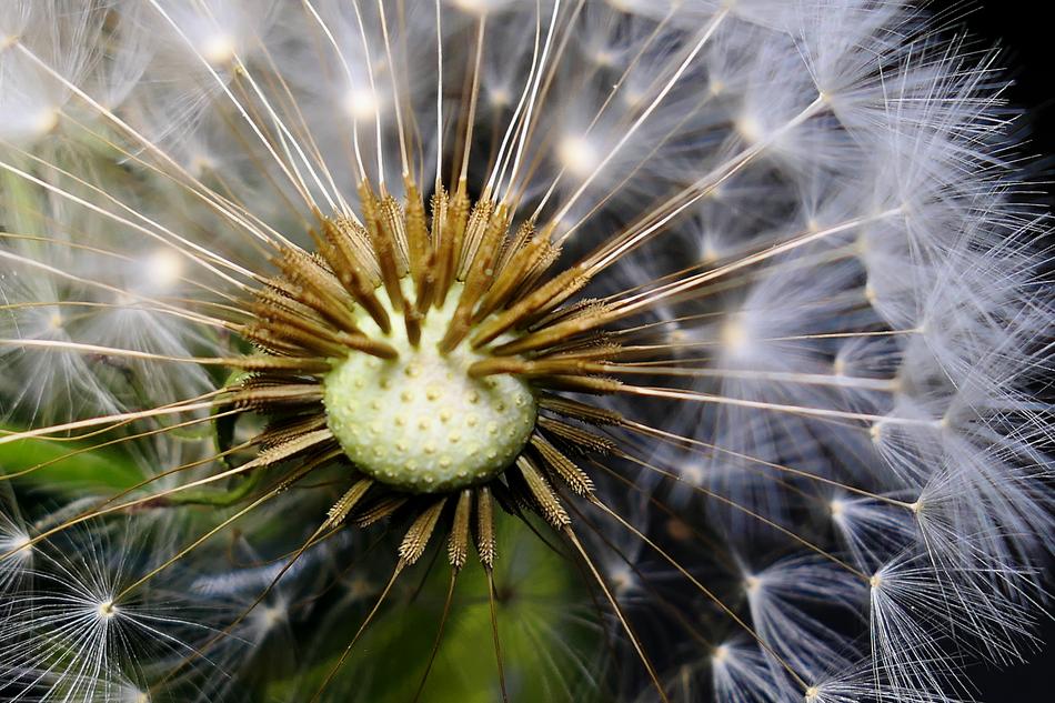 Dandelion Nature Seeds