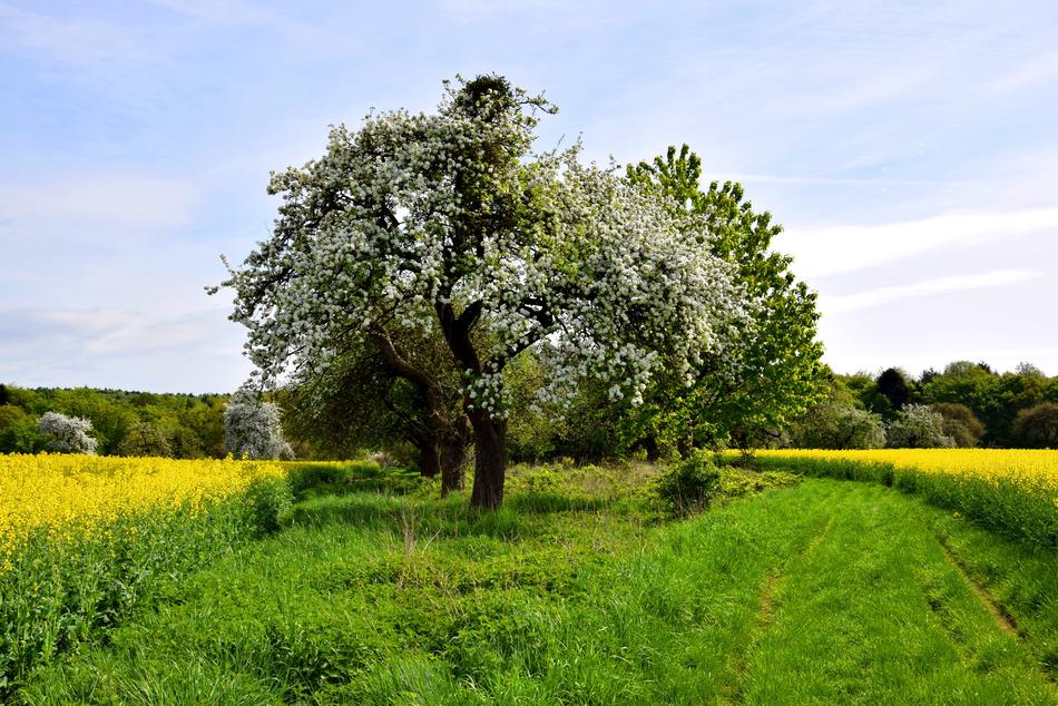 Landscape Tree Nature