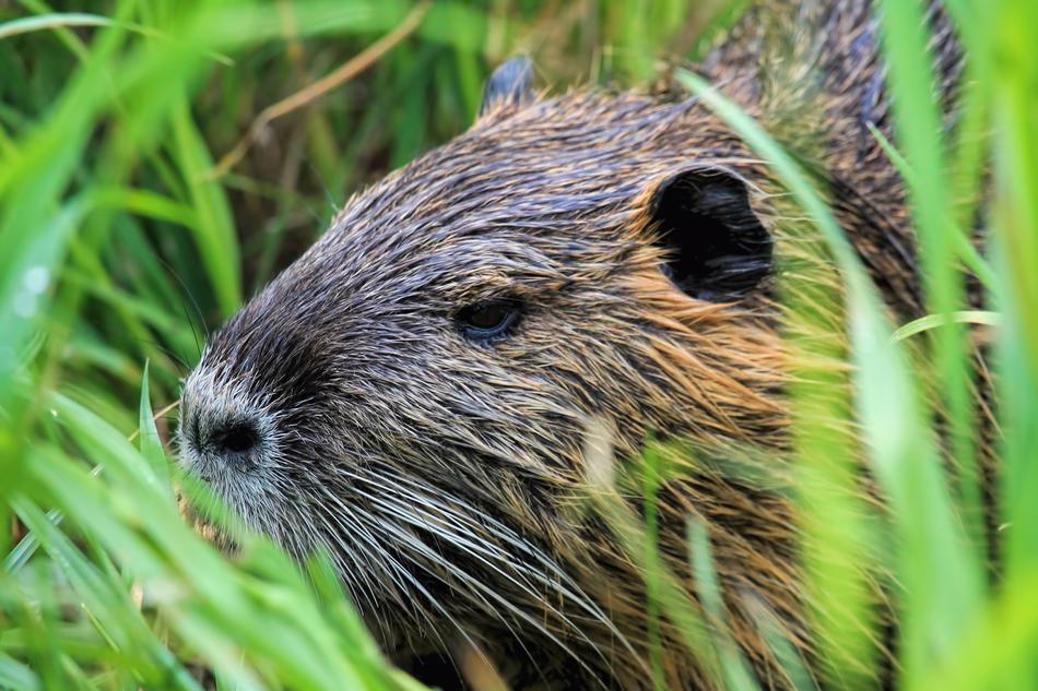 Nutria Animal World Nature