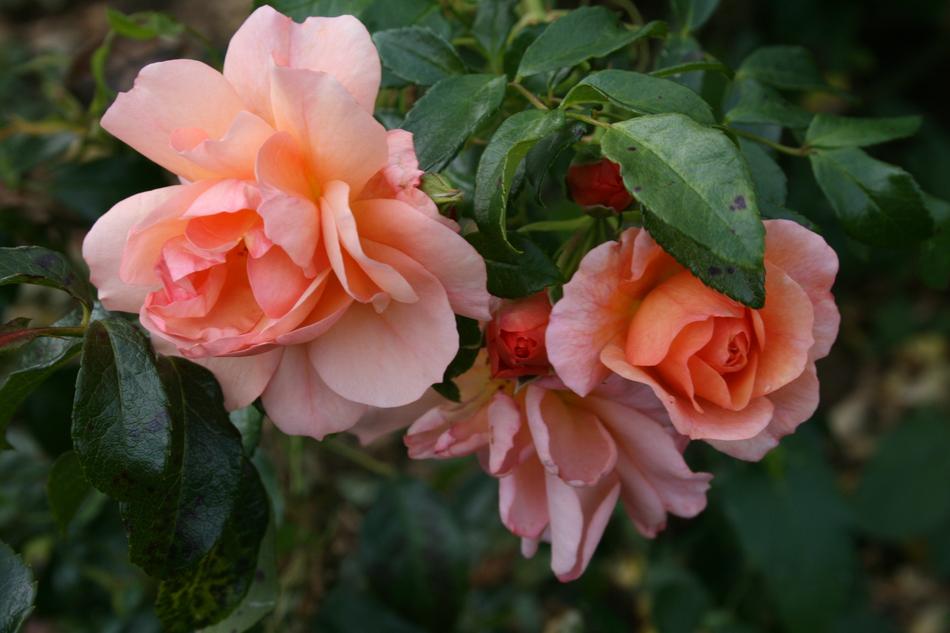 Flower Plant Garden