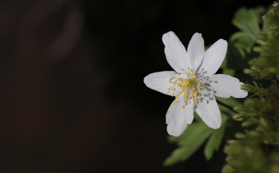 Wood Anemone Nemorosa