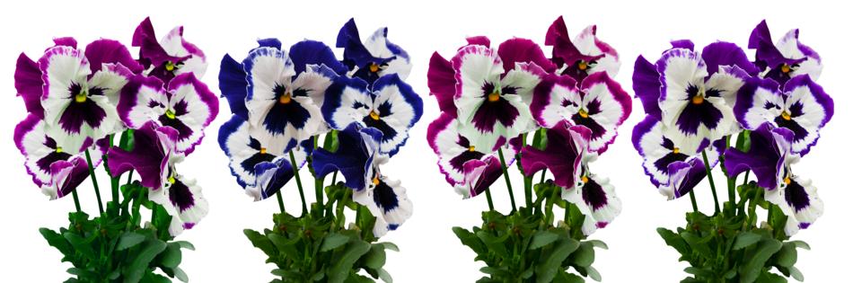 Flowers Plant Isolated