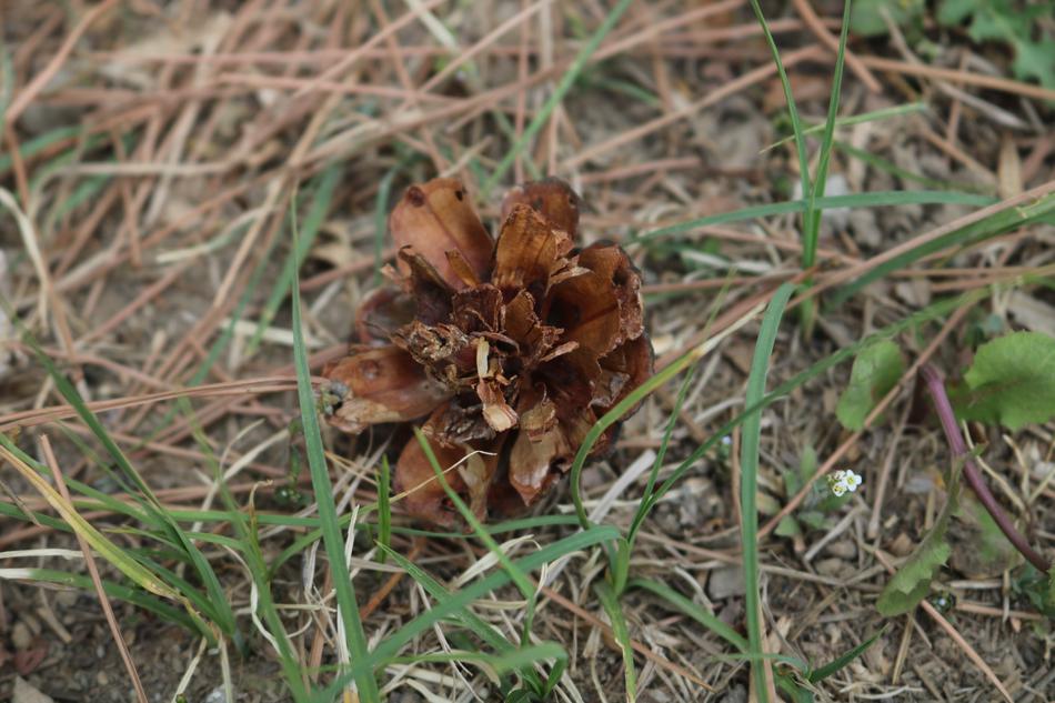 Nature Plant Outdoor