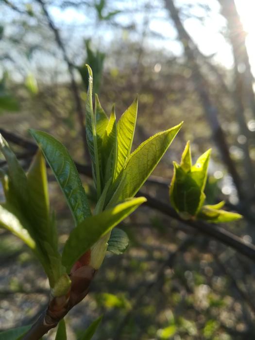 Leaf Flora Growth