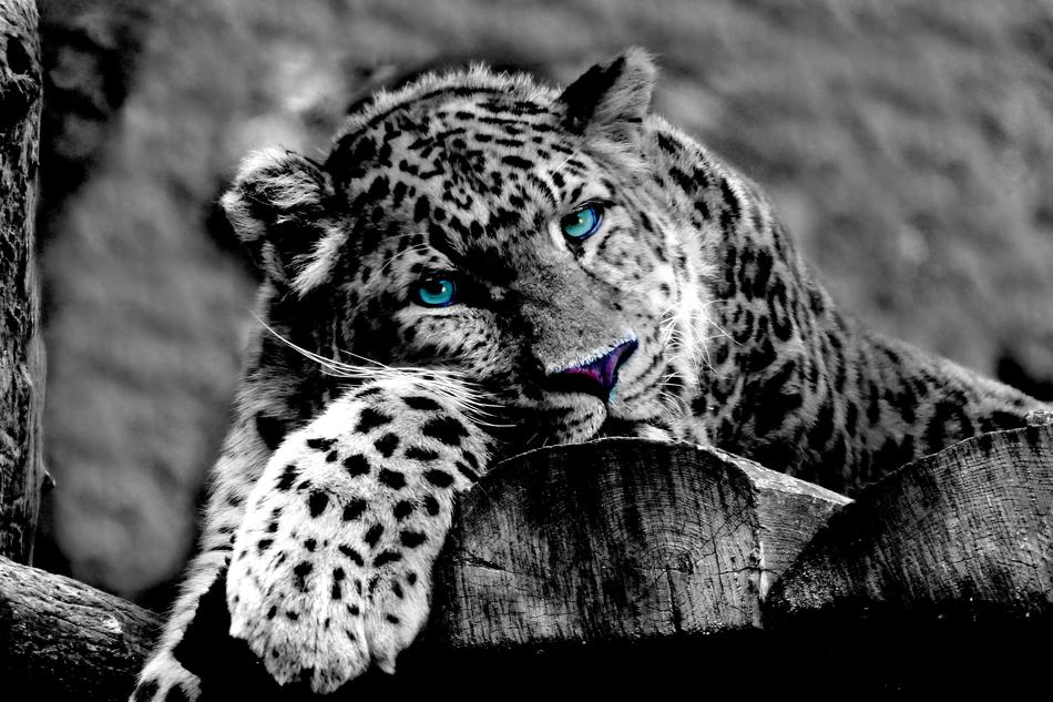 Leopard Animal Wildcat