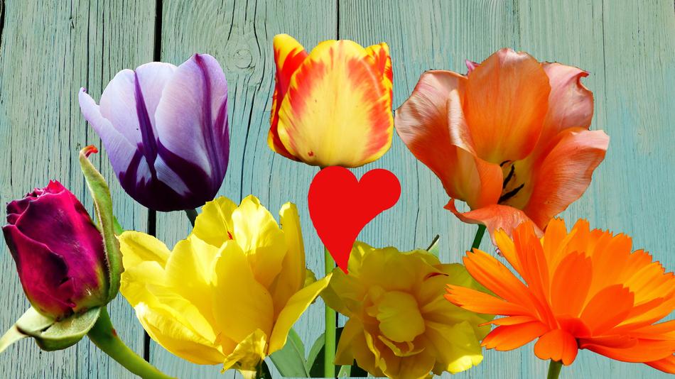Flower Tulip Nature