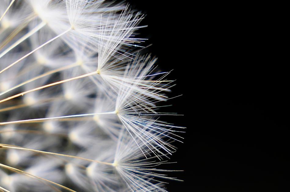 Dandelion Nature Seeds