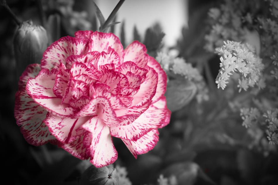 Flower Nature Plant