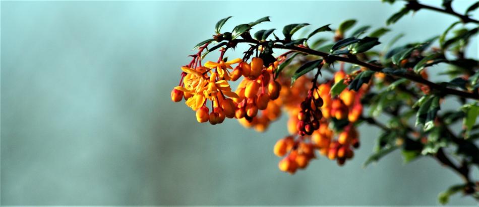 Nature Flower Leaf