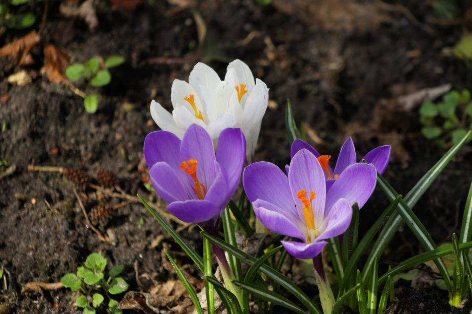 flowers are beautiful in the garden landscape