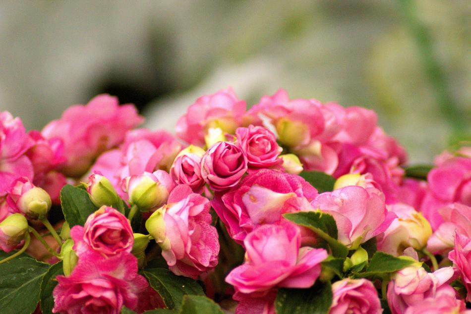 Farm Market Peonies Flower Peony