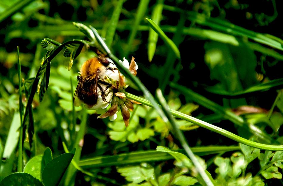 Nature Plant Insect