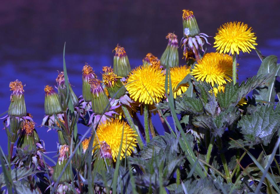 Flower Plant Nature