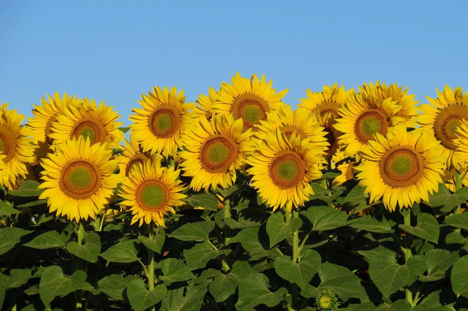 Sunflower Bright Sunny
