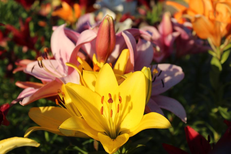 lilies are gorgeous beautiful