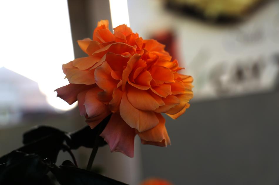 Nature Flower Summer