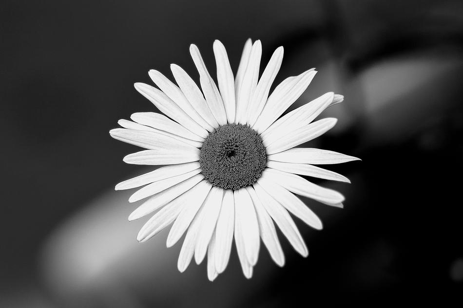 Flower Garden Black And White