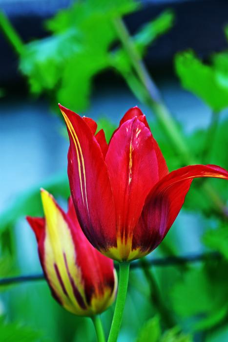 Nature Flower Plant Leaf