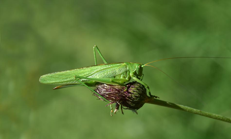 Grasshopper on a flower