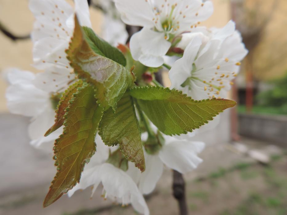 Nature Flower Leaf
