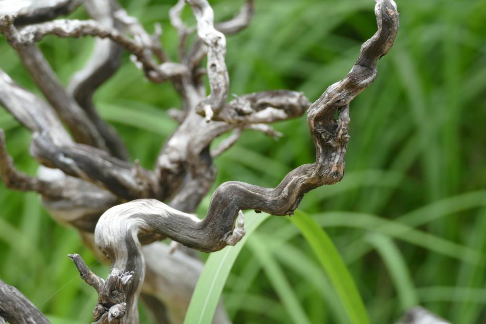 dry branches in the grass landscape