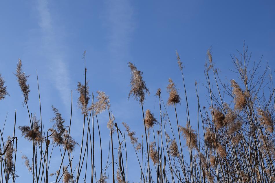 Stake Tube Giant Reed Blue Sky