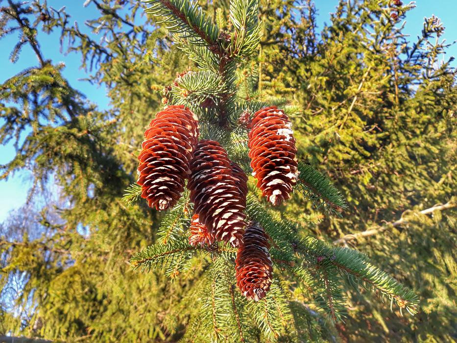 Tree Nature Season