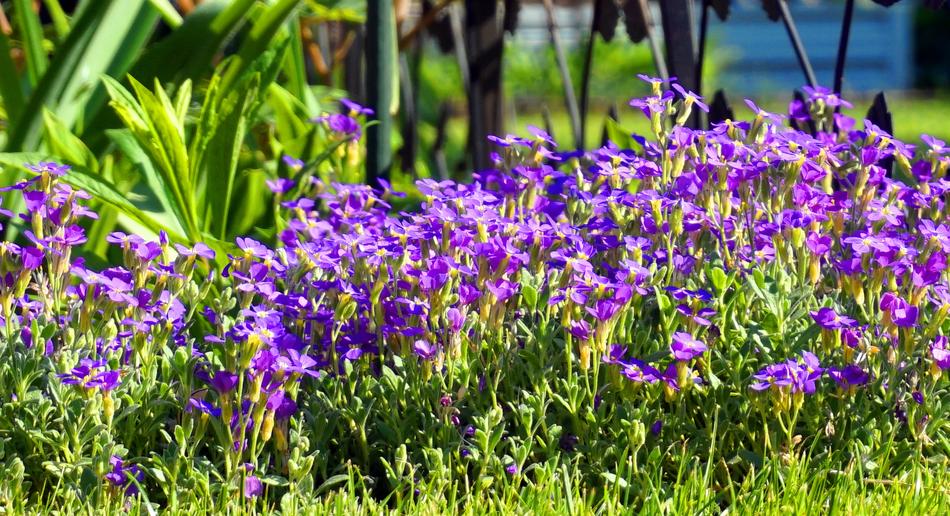 Flower Nature Plant