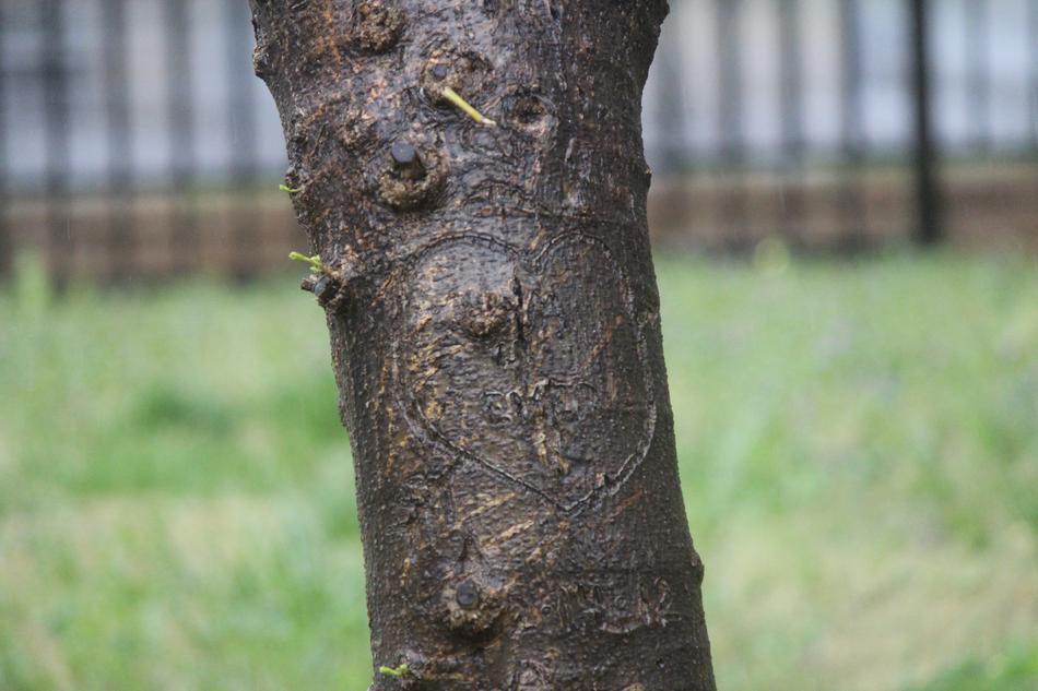 Nature Tree Outdoors
